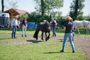 coaching met paarden sessie in de wei met meerdere deelnemers