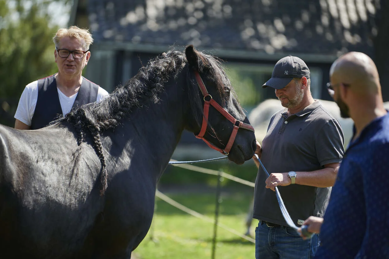 paarden coaching spiegelen sessie in de wei